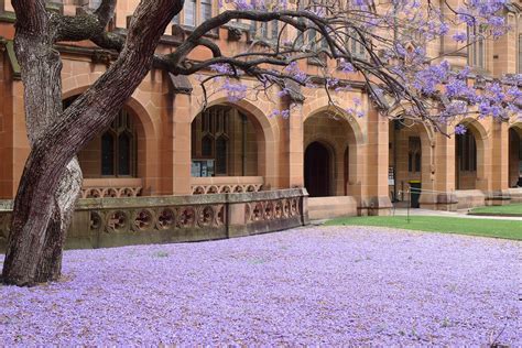 Jacaranda Trees in Bloom, Sydney 2024 - Rove.me