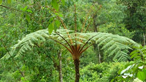 Tree fern, Cyathea sp. | Andreas Kay | Flickr