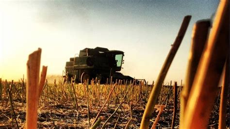 Agriculture insiders say bumper crop possible as Prairie farmers harvest crop | CTV News