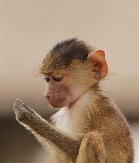 When the going gets tough, male baboons in Kenya resort to domestic violence | Animal Behaviour ...