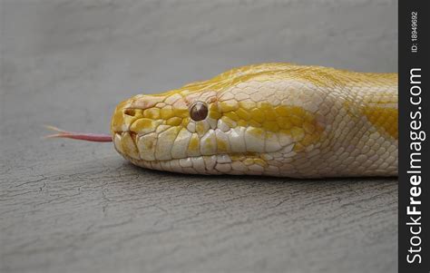 4+ Albino python forked tongue Free Stock Photos - StockFreeImages