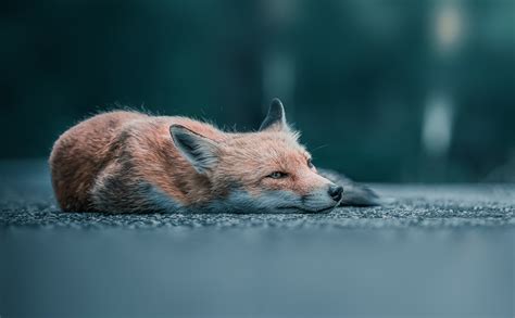 Wildlife In Italy on Behance