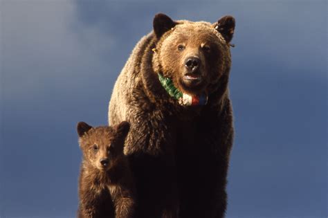 Yellowstone Grizzly Bears – An Update from the Field - Endangered Species Coalition