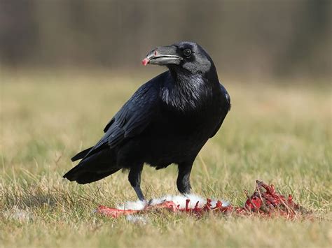 What Do Ravens Eat? (Common Raven Diet) | Birdfact