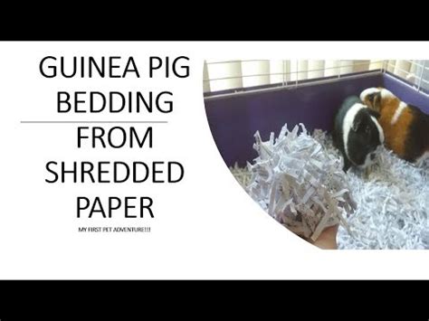 Can You Use Shredded Paper For Guinea Pig Bedding? {What Are My Options ...