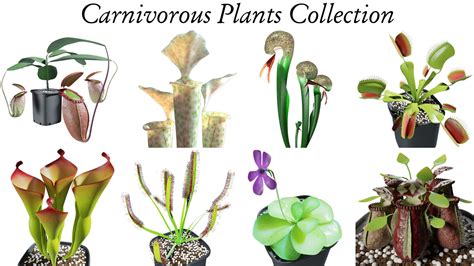 Carnivorous plants collection 3D model | CGTrader