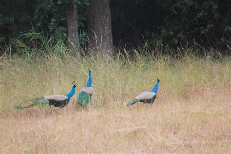 FB-IMG_4762 | Bandhavgarh National Park, MP, India | Abhay Bhat | Flickr