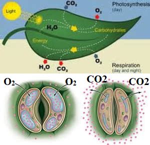 Respiration in Plants Class 10 - CBSE Class Notes Online - Classnotes123