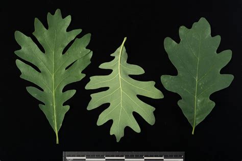 Quercus alba - White Oak | Smithsonian Gardens