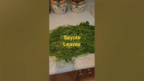 Sayote Leaves @ProfDavidJDelosReyes #salad #shortsyoutube - YouTube