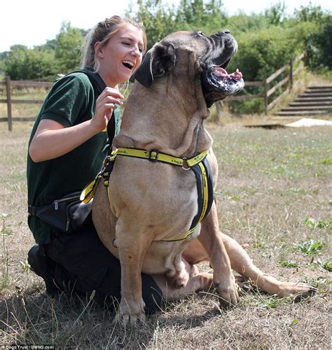 Rescue centre rehomes 'soppy giant' Boerboel called Chunkie who has 30-inch neck and weighs 10 ...