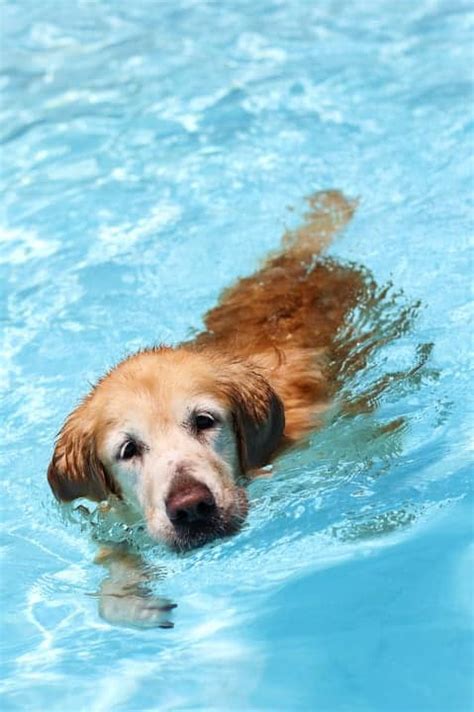 Easily train a young pup to get in the dog swimming pool