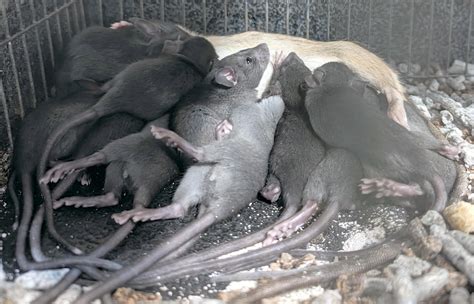 Agouti mama roof rat with 11 black babies! Unlike Norway rats, black ...