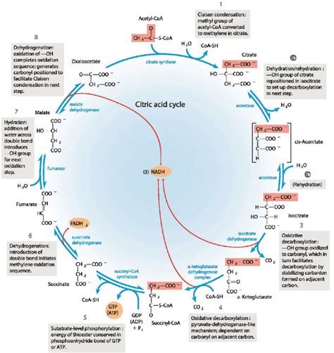 Citric Acid Cycle Pathway