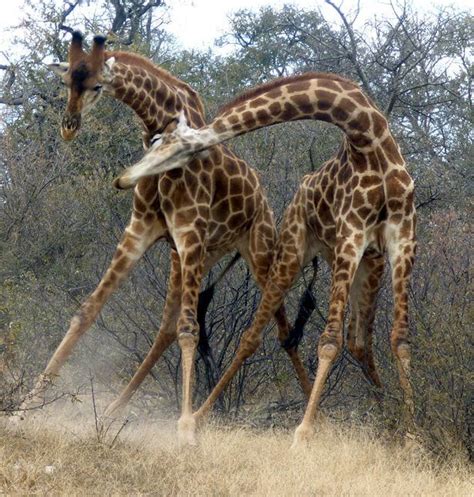 Fighting Giraffes | Giraffe fight, Giraffe photography, Giraffe ...