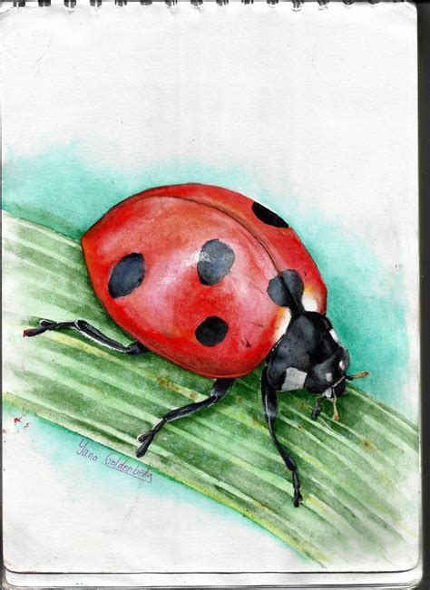 Watercolor studying- ladybug by ItsMyUsername on DeviantArt