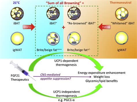 The Sum of All Browning in FGF21 Therapeutics: Cell Metabolism