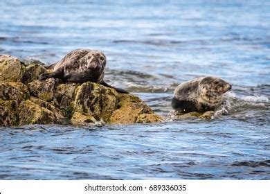 Farne Islands Grey Seals Farne Islands Stock Photo 689336035 | Shutterstock