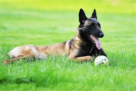 Is the Belgian Malinois German Shepherd Mix the Dog For You? - K9 Web