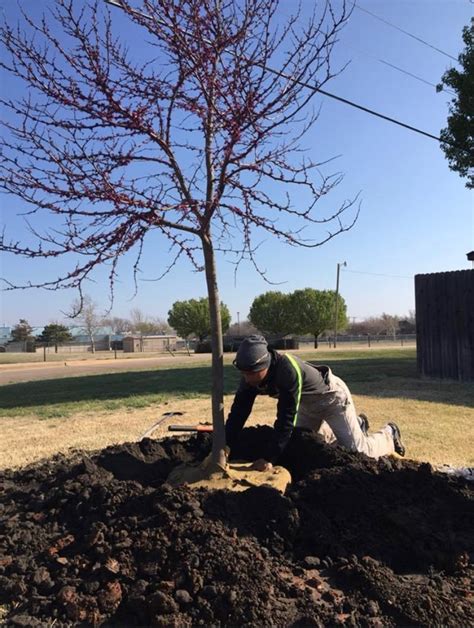 Tree Installation - idealelementsinc.com