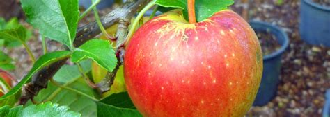 Apple Tree Care - Port Kells Nurseries