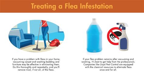 Flea Infestation Pest Control | Pest Control