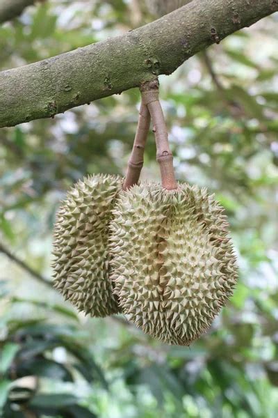 Durian tree Stock Photos, Royalty Free Durian tree Images | Depositphotos