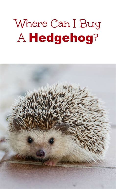 how to take care of a hedgehog baby - Starla Cameron