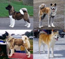 Akita (dog breed) - Wikipedia