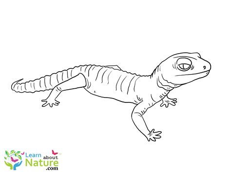 √ Gecko Coloring Page : Gecko Coloring Pages For Kids Download Gecko Printable Coloring Pages ...