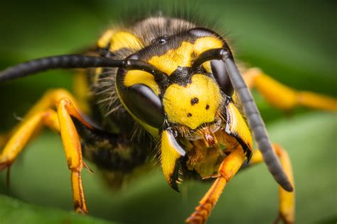 Honey Bees and Yellow Jackets: How to Tell the Difference - Live Bee Removal