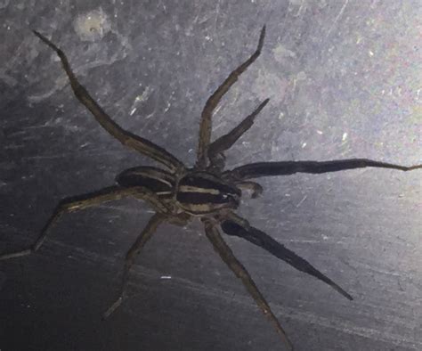 Male Rabidosa rabida (Rabid Wolf Spider) in Camden, New Jersey United States