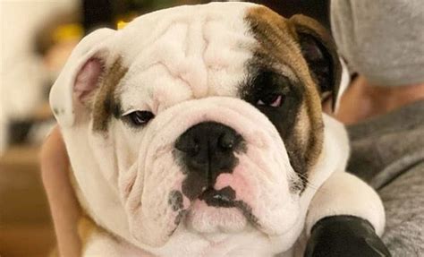 15 Funny English Bulldogs That Will Save You From The Autumn Blues in a ...