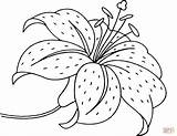 Lily Flower coloring page  Free Printable Coloring Pages sketch template
