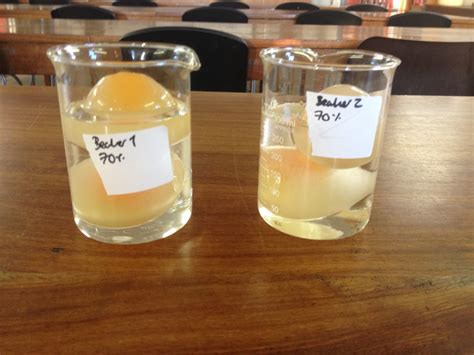 Osmosis Egg Experiment Salt Water