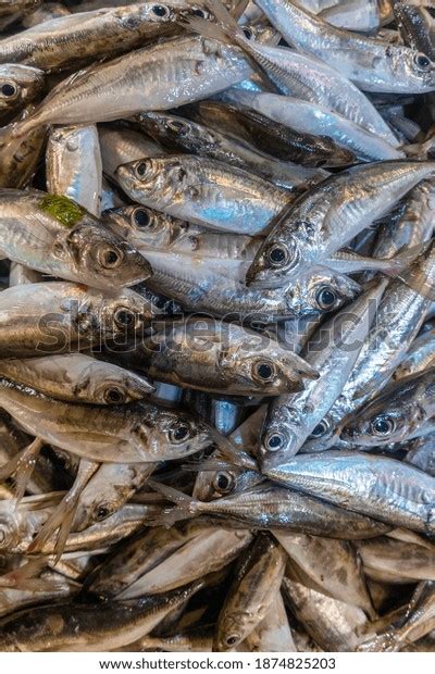 Horse Mackerel: Over 5,749 Royalty-Free Licensable Stock Photos | Shutterstock