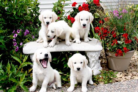 White Golden Retriever Puppies For Sale In Mn : Reserve Your Golden ...