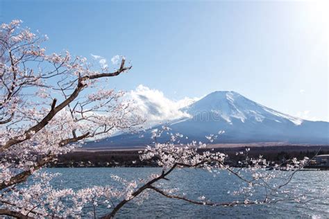 Fuji Kawaguchiko Cherry Blossom Sakura in Japan Stock Photo - Image of flowers, japanese: 155306328