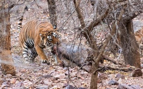 Premium Photo | Tiger hunting in forest