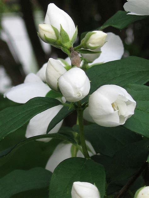 Idaho State Flower | Syringa