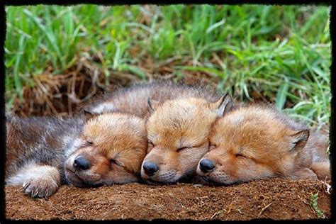 sleepy babies | Sleeping wolf, Baby wolves, Wolf pup