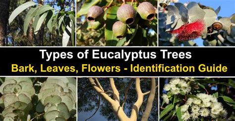 Eucalyptus Tree Leaves