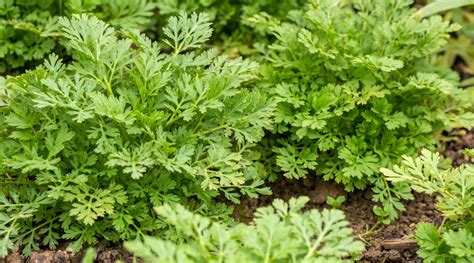 How to Plant, Grow and Care For Feverfew