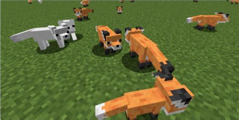 Ultimate guide to Tame a Fox in Minecraft - BrightChamps Blog