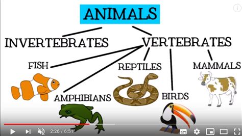 THINK IN ENGLISH: ZOOLOGY: ANIMALS CLASSIFICATION