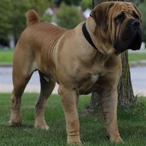 South African Boerboel Puppies