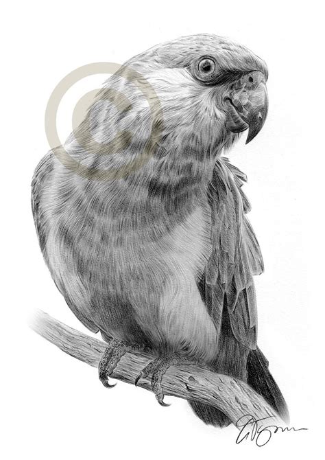 PARROT Bird Art Pencil Drawing Print Artwork Signed by - Etsy