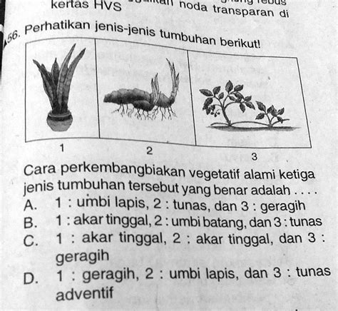 SOLVED: tolong y jawabb,cara perkembangbiakan vegetatif keras HVS Ran ...