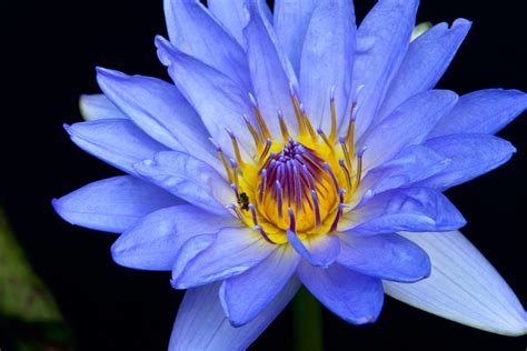 I Tried Using Blue Lotus. Here Are Its Magical Benefits On Life