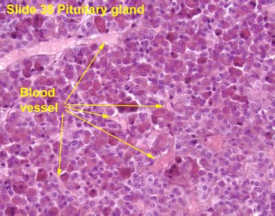 Endocrine